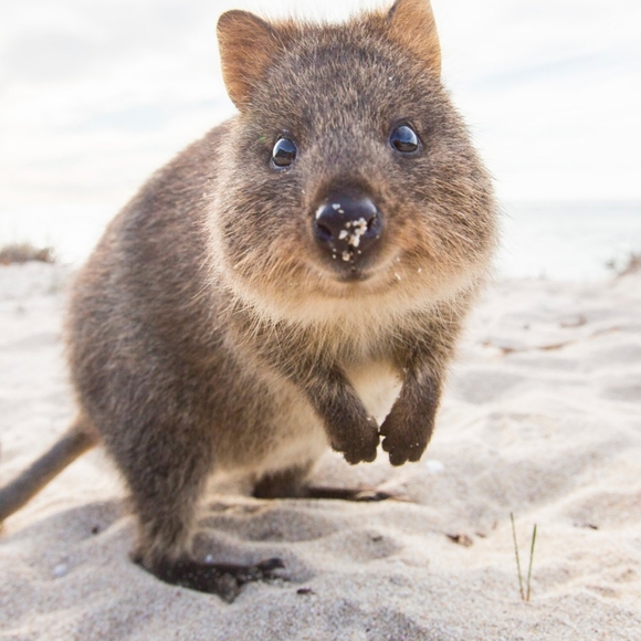 Just a cute quokka on the beach to make you smile! We LOVE quokka's! - Picture 1 of 5